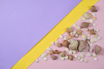 Summer composition.Flat lay, top view of various kinds seashells on pink and purple background. Copy space in minimal style, template for text. Vacation concept