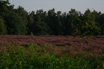 Obraz premium tree in a field