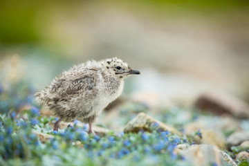 Larus canus. Norway's wildlife. Beautiful picture. From the life of birds. Free nature. Runde Island in Norway. Scandinavian wildlife. North of Europe. Picture. Seashore. A wonderful shot of wild natu