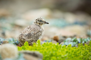 Larus canus. Norway's wildlife. Beautiful picture. From the life of birds. Free nature. Runde Island in Norway. Scandinavian wildlife. North of Europe. Picture. Seashore. A wonderful shot of wild natu