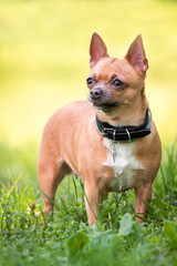 Chihuahua dog on the grass