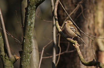 Finch on a branch