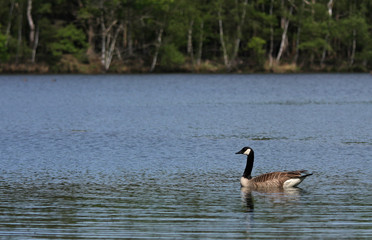 canada goose in the water