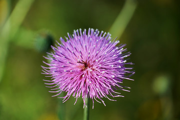 Field with Silybum marianum (Milk Thistle) , Medical plants.