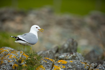 Larus canus. Norway's wildlife. Beautiful picture. From the life of birds. Free nature. Runde Island in Norway. Scandinavian wildlife. North of Europe. Picture. Seashore. A wonderful shot of wild natu