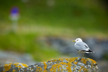 Larus canus. Norway's wildlife. Beautiful picture. From the life of birds. Free nature. Runde Island in Norway. Scandinavian wildlife. North of Europe. Picture. Seashore. A wonderful shot of wild natu