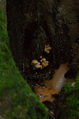 small funghi in the forest