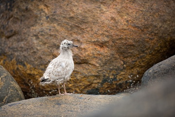 Larus canus. Norway's wildlife. Beautiful picture. From the life of birds. Free nature. Runde Island in Norway. Scandinavian wildlife. North of Europe. Picture. Seashore. A wonderful shot of wild natu
