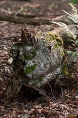 green moss on the tree