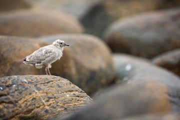 Larus canus. Norway's wildlife. Beautiful picture. From the life of birds. Free nature. Runde Island in Norway. Scandinavian wildlife. North of Europe. Picture. Seashore. A wonderful shot of wild natu