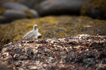 Larus canus. Norway's wildlife. Beautiful picture. From the life of birds. Free nature. Runde Island in Norway. Scandinavian wildlife. North of Europe. Picture. Seashore. A wonderful shot of wild natu