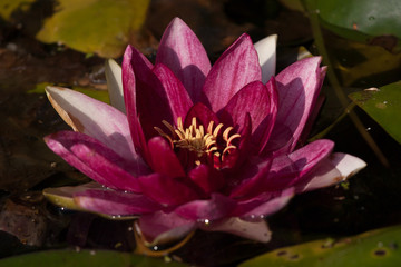 pink water lily in a pond
