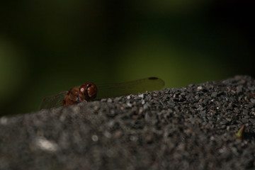 Insect in the garden