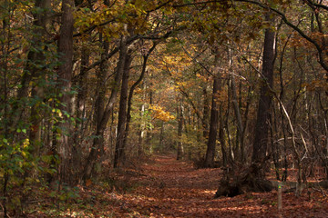 Fototapeta premium autumn in the forest in Noord-Brabant