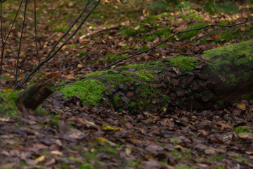 moss in the forest