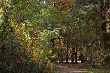 autumn in the park in Holland