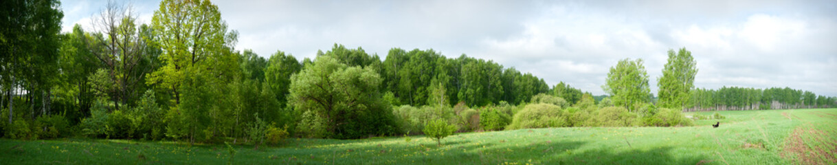 Fototapeta na wymiar Panoramic view of a wild meadow with blooming yellow flowers and dog. Can be used for banner or background