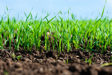 Young wheat close up. Wheat seedlings growing in a field.