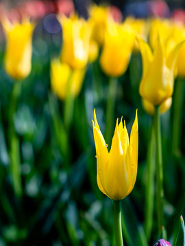 West Point, Lily - Flowered Tulips