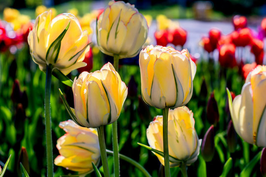 Akebono tulips