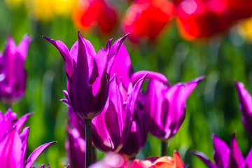 Purple dream tulips