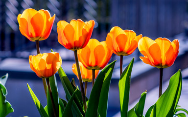 Double flag tulips