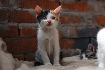 homeless Kitten, alone, cat, cats. street. need friends