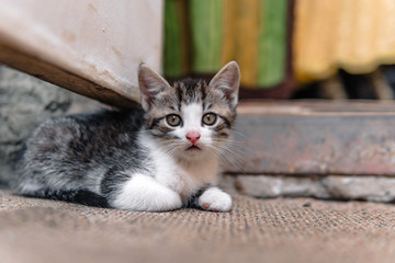 Fototapeta na wymiar homeless Kitten, alone, cat, cats. street. need friends