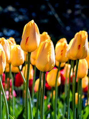 Obraz premium Golden parade tulip