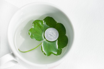 Leaf in the still water in cup
