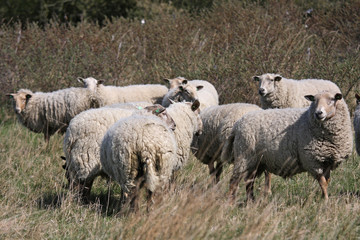 Obraz premium flock of sheep