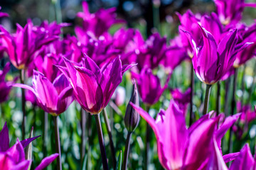 Purple dream tulips