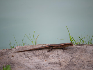 Skink Lizard on rock, Krabi - Thailand 