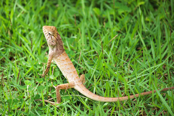 Thai chameleon on lush grass, Krabi - Thailand 