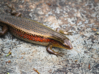 Skink Lizard on rock, Krabi - Thailand 
