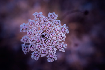 white flower tiny petals