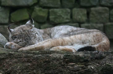 Obraz premium sleeping big cat