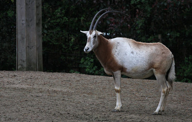 Wild goat on the rock