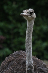 portrait of an ostrich