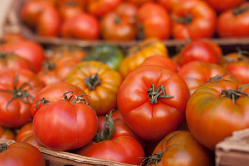 fresh tomatoes on branch in wicker baskets on counter