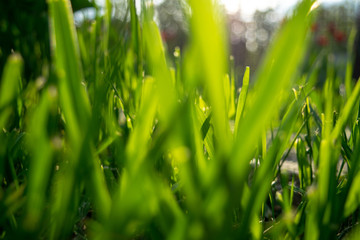 Blurred foreground with green leaves.