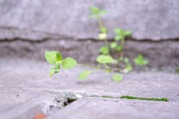 Green leaf has grown near the wall close-up