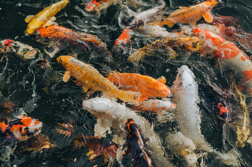 Many colorful hunger Koi carps swim in the pond and wait to be fed. Concept of fight for food. Decorative fish for the park area.