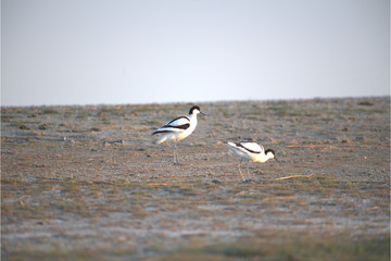 Säbelschnäbler am Ufer