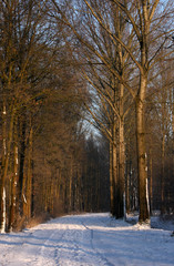 road in Dutch winter forest