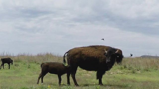 Buffalo Calf With Buffalo Cow- Caprock Canyon State Park