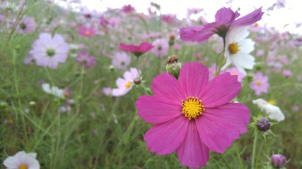 코스모스 한들한들