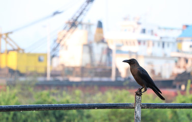 Crow perch on iron railings and background out focus of the ship.
