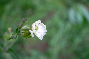 One white flower macro summer