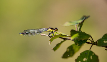 dragonfly on green leaf